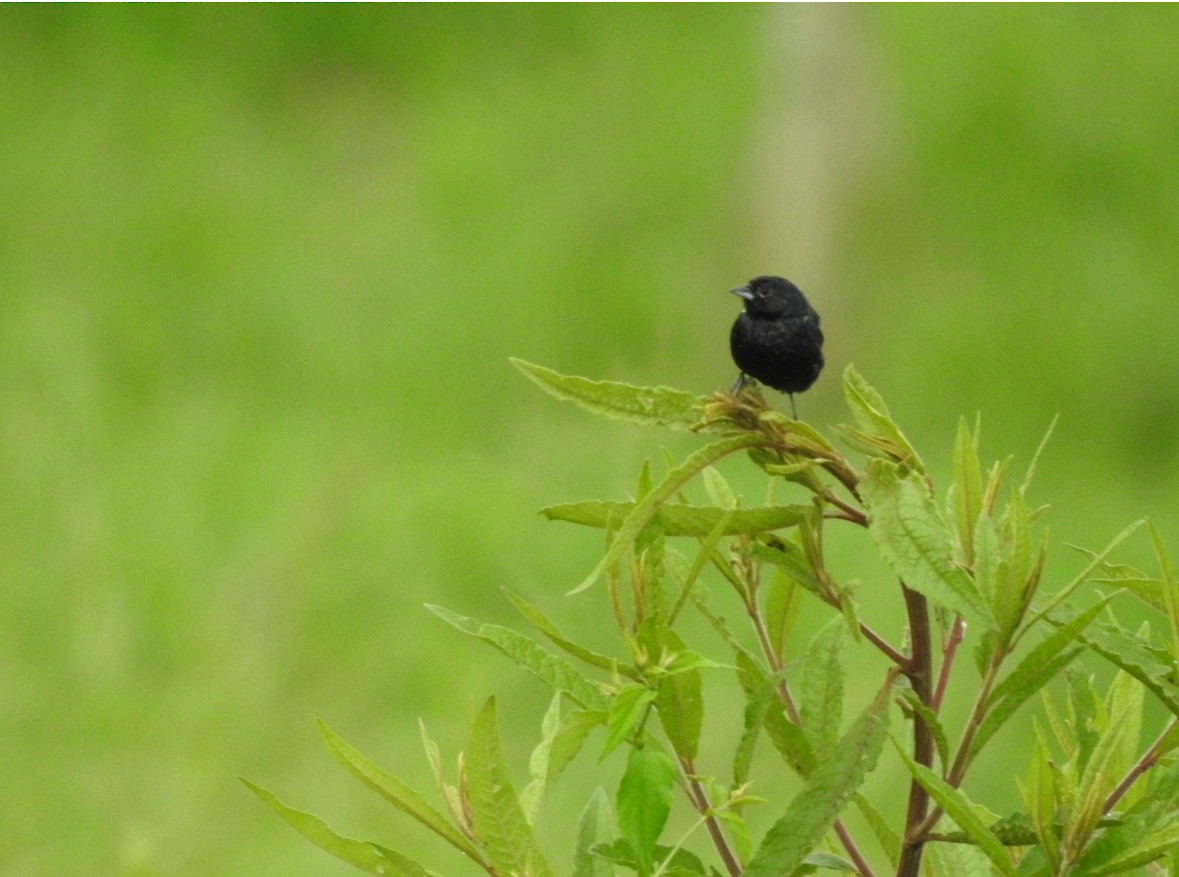 Blue-black Grassquit - ML640983822