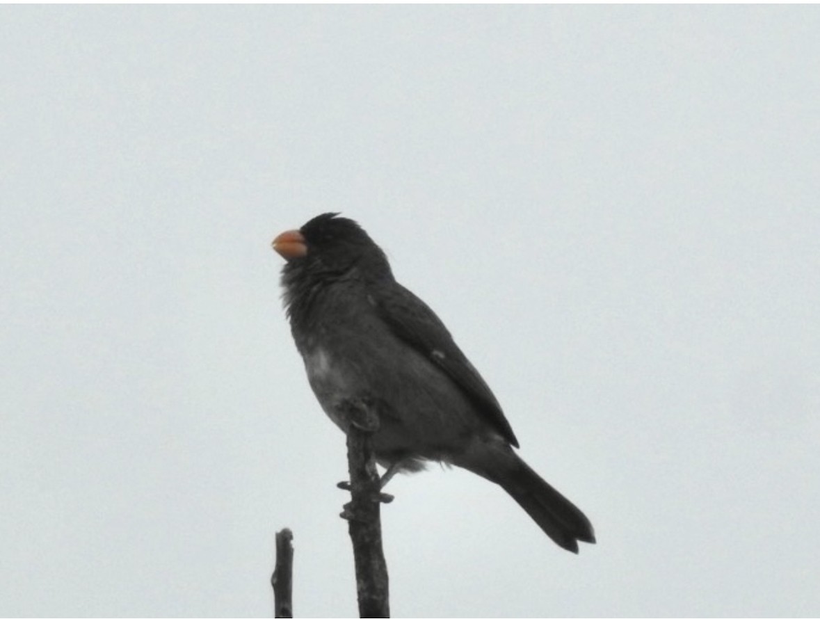 Gray Seedeater - ML640983840