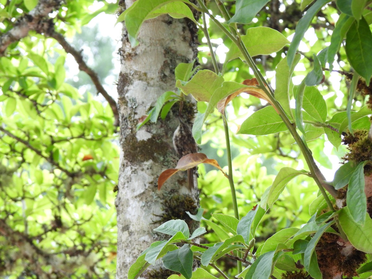 Brown Creeper - ML640983852
