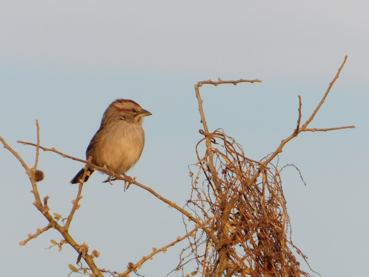 Chaco Sparrow - ML640983865