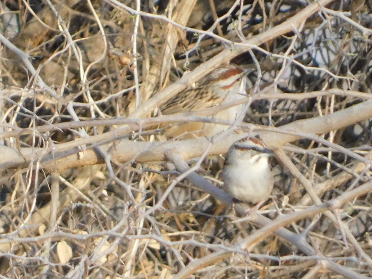 Chaco Sparrow - ML640983866