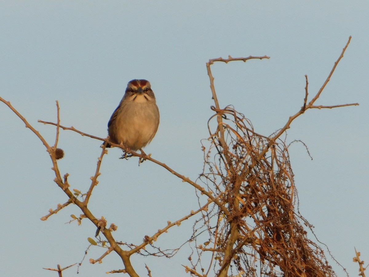 Chaco Sparrow - ML640983867