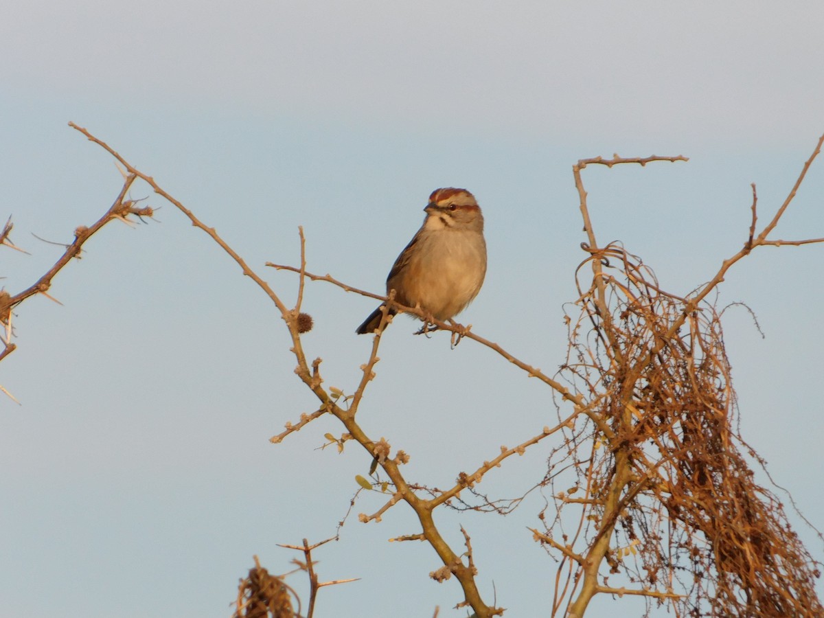 Chaco Sparrow - ML640983868
