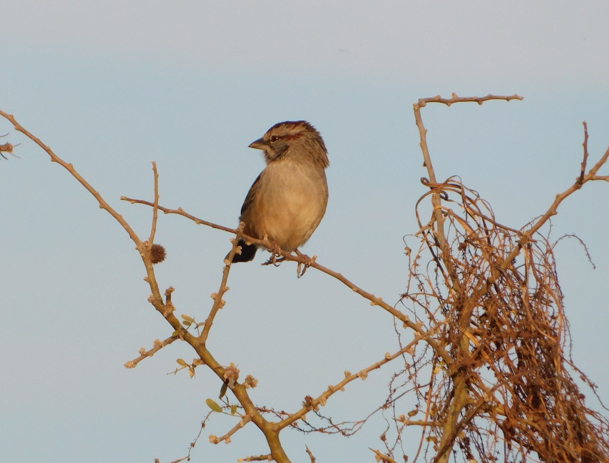 Chaco Sparrow - ML640983869