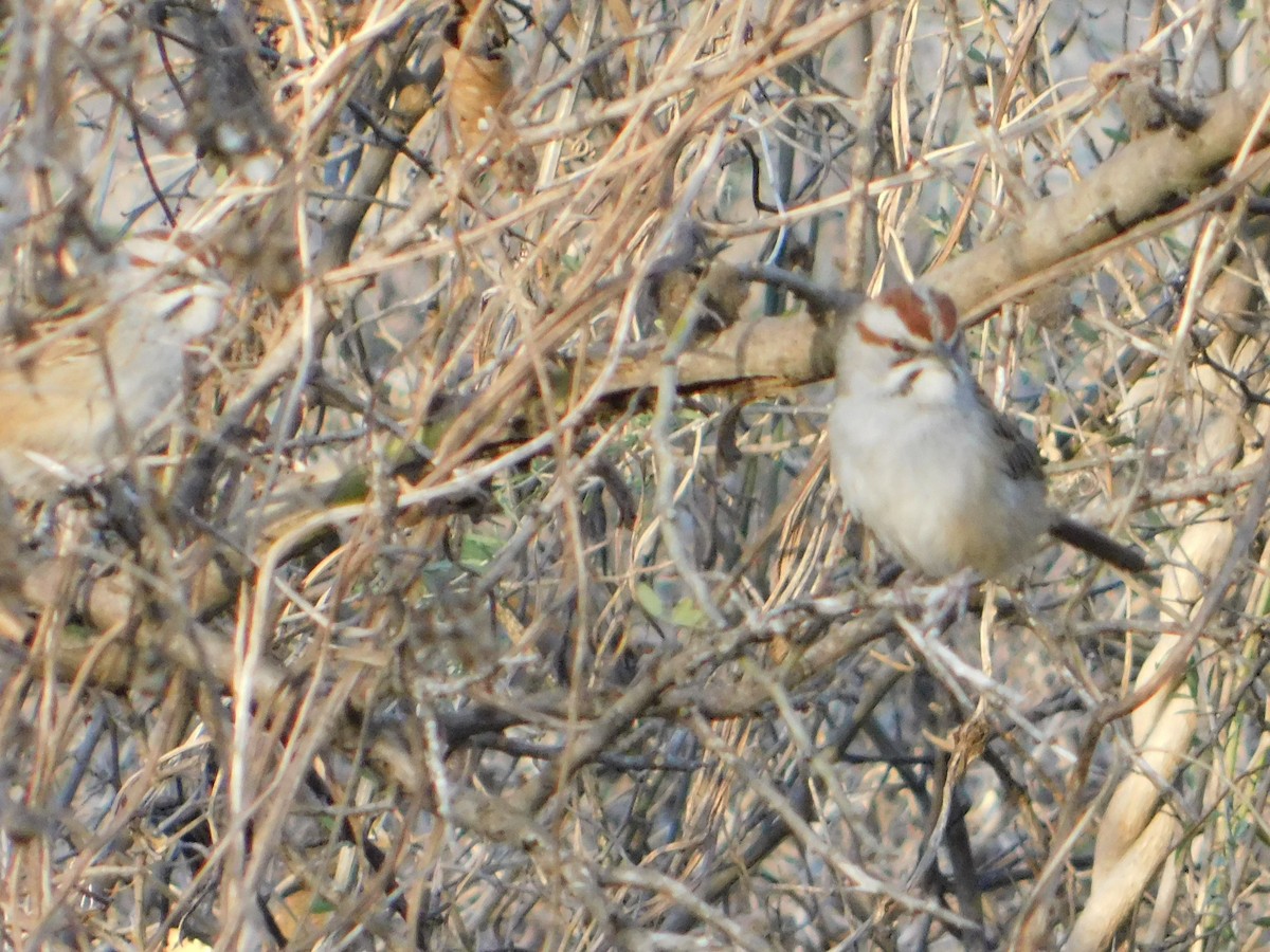 Chaco Sparrow - ML640983870