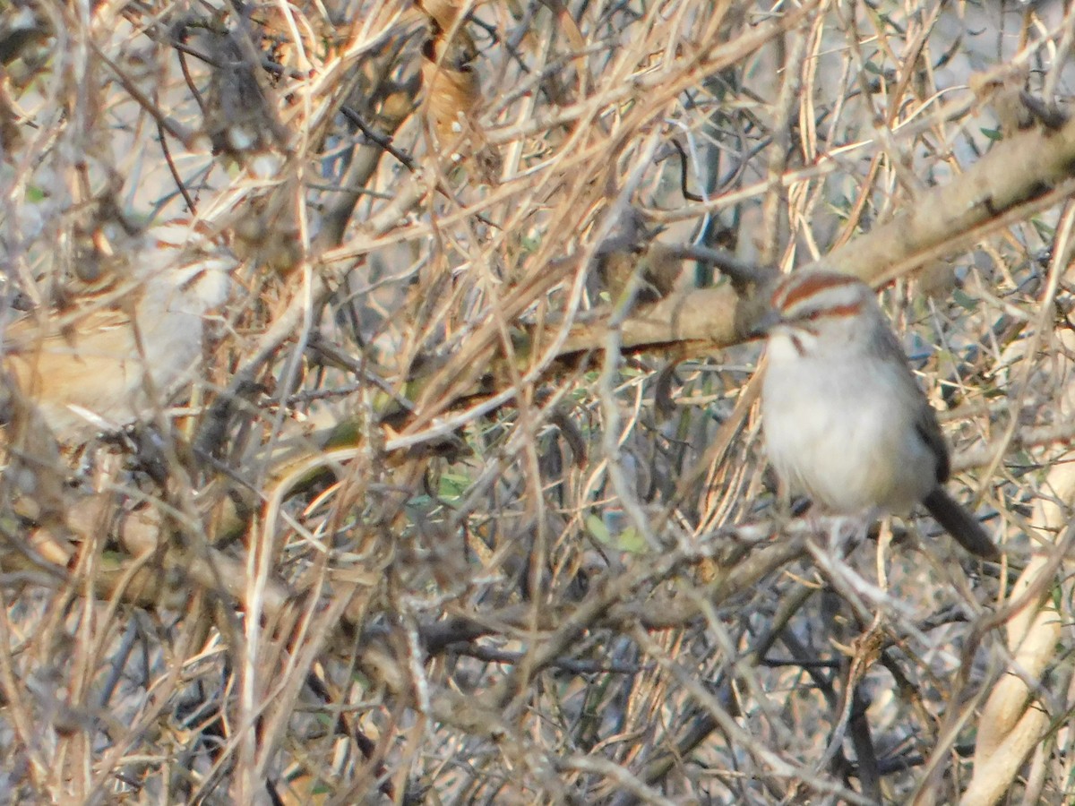 Chaco Sparrow - ML640983871