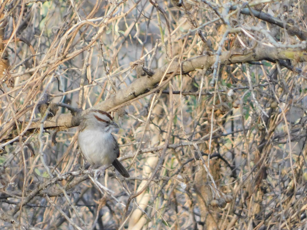 Chaco Sparrow - ML640983872