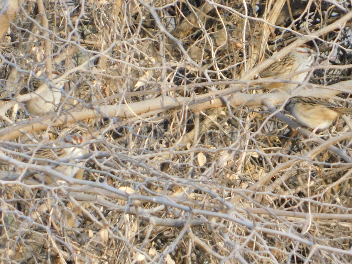 Chaco Sparrow - ML640983873