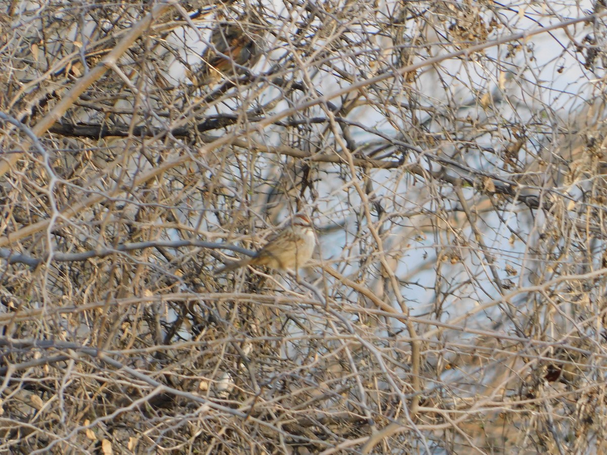 Chaco Sparrow - ML640983874