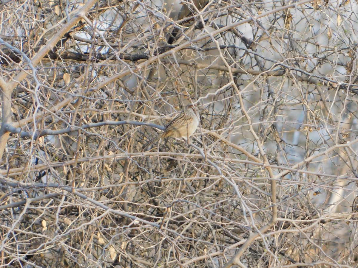 Chaco Sparrow - ML640983875