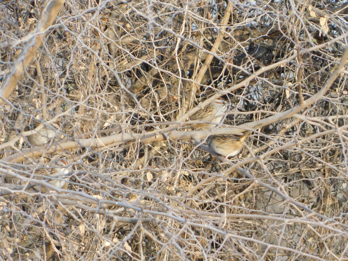Chaco Sparrow - ML640983876