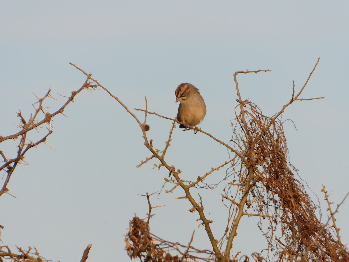 Chaco Sparrow - ML640983877