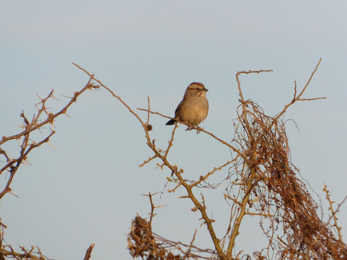 Chaco Sparrow - ML640983878