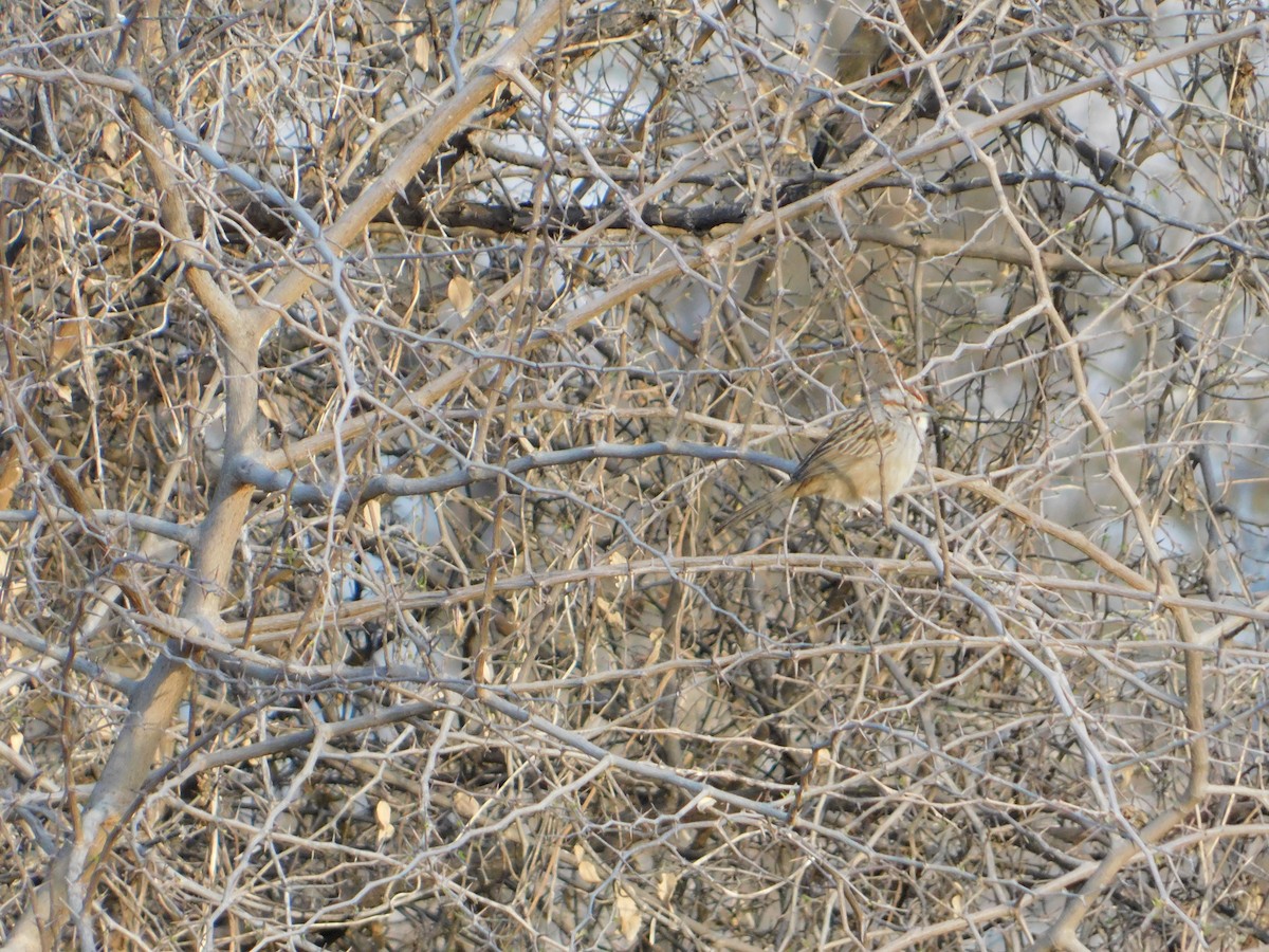 Chaco Sparrow - ML640983879