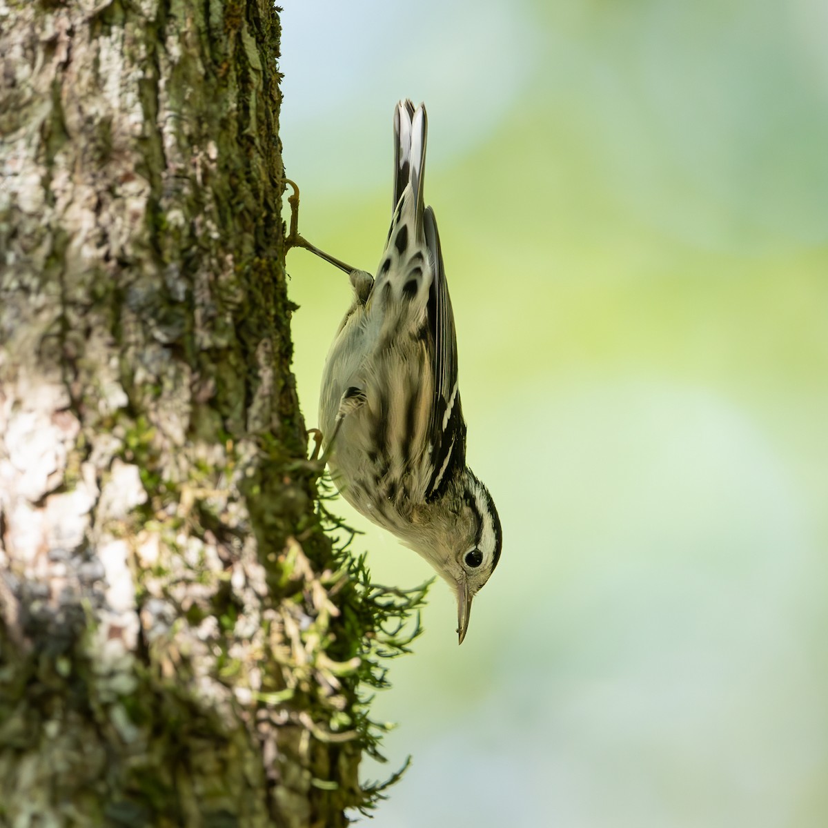 Black-and-white Warbler - ML640983880