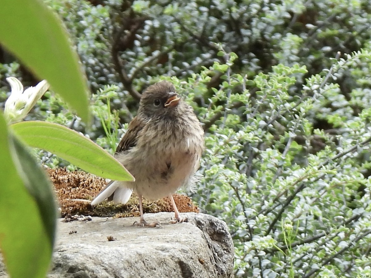 Dark-eyed Junco - ML640983881