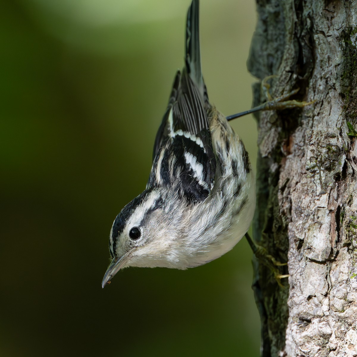 Black-and-white Warbler - ML640983883