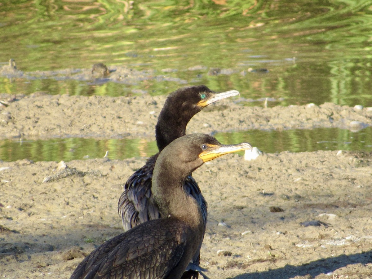 Cormoran vigua - ML640983884