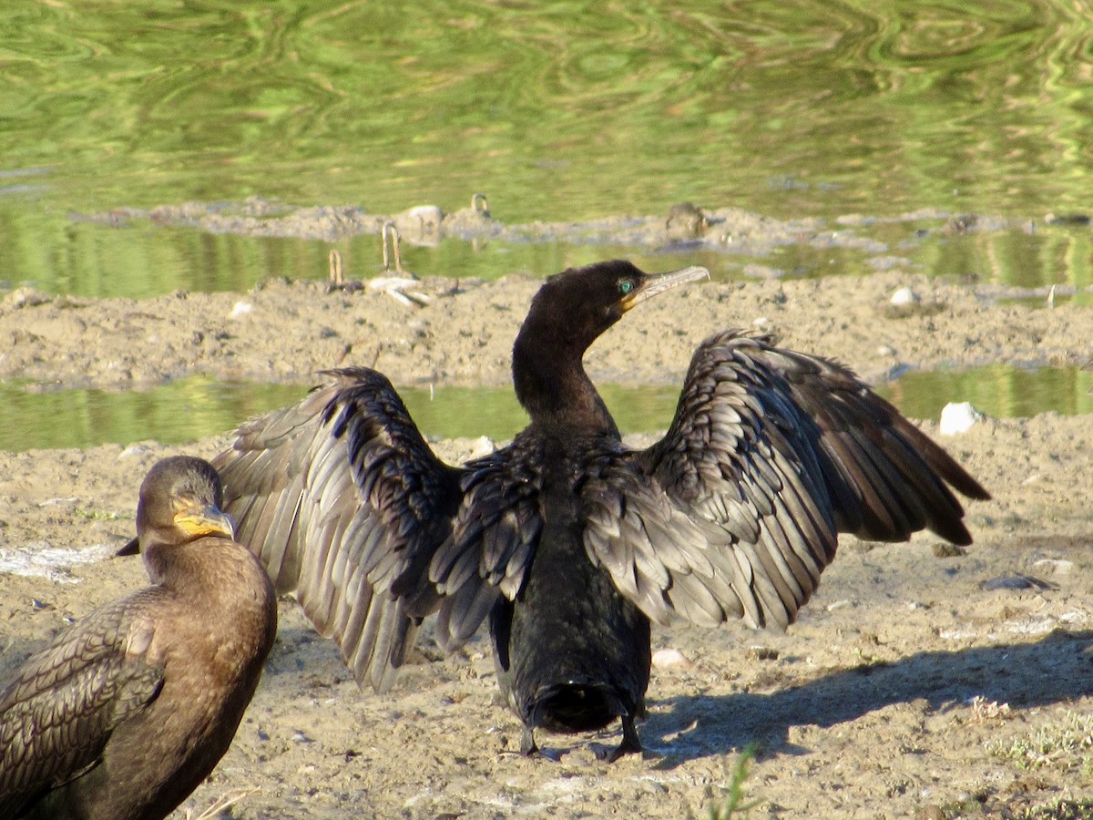 Cormoran vigua - ML640983885