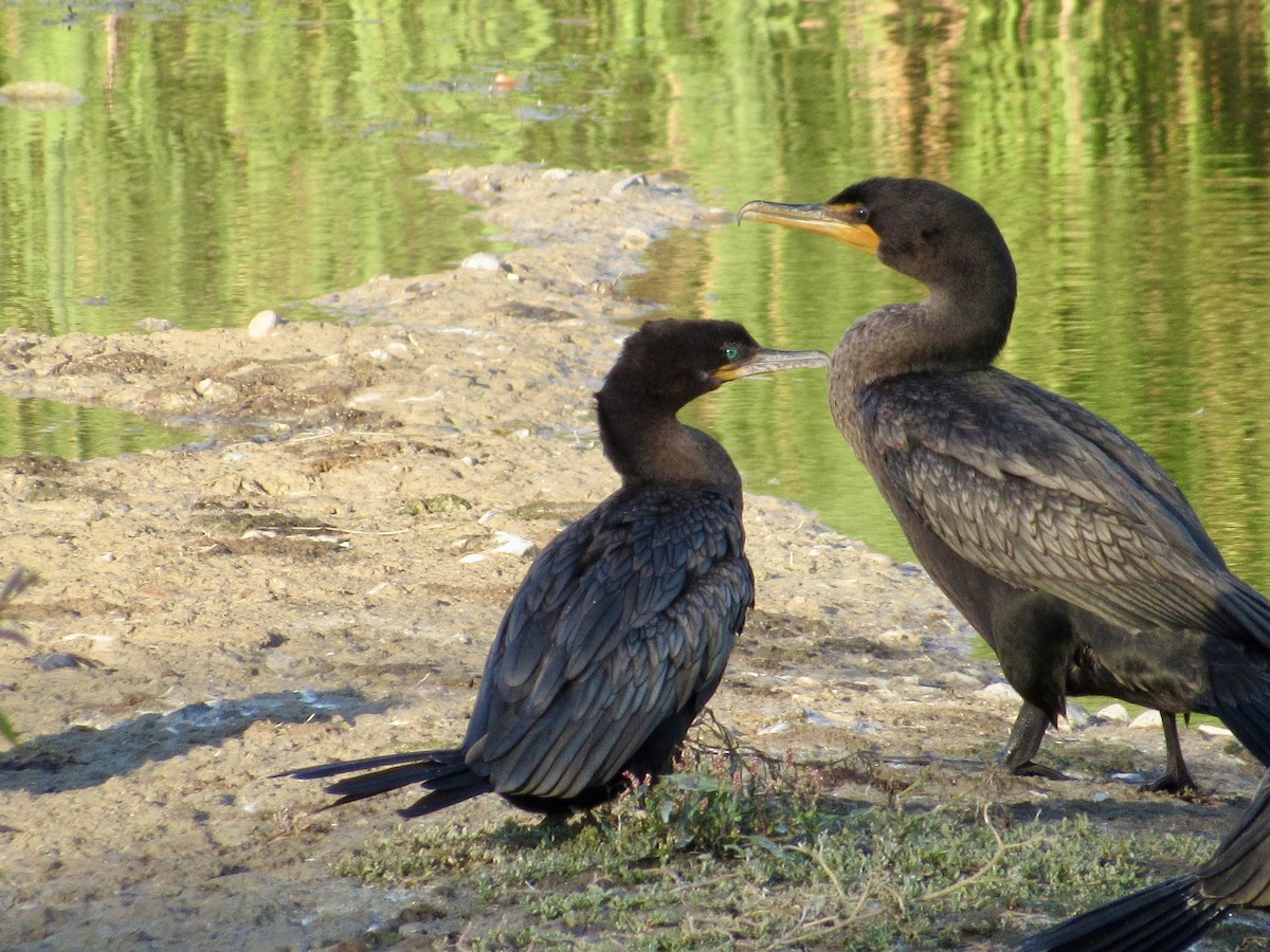 Cormoran vigua - ML640983886