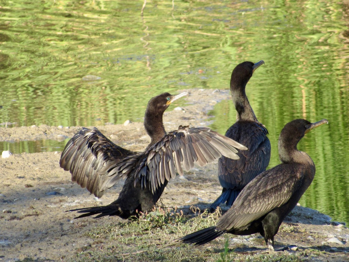 Cormoran vigua - ML640983887