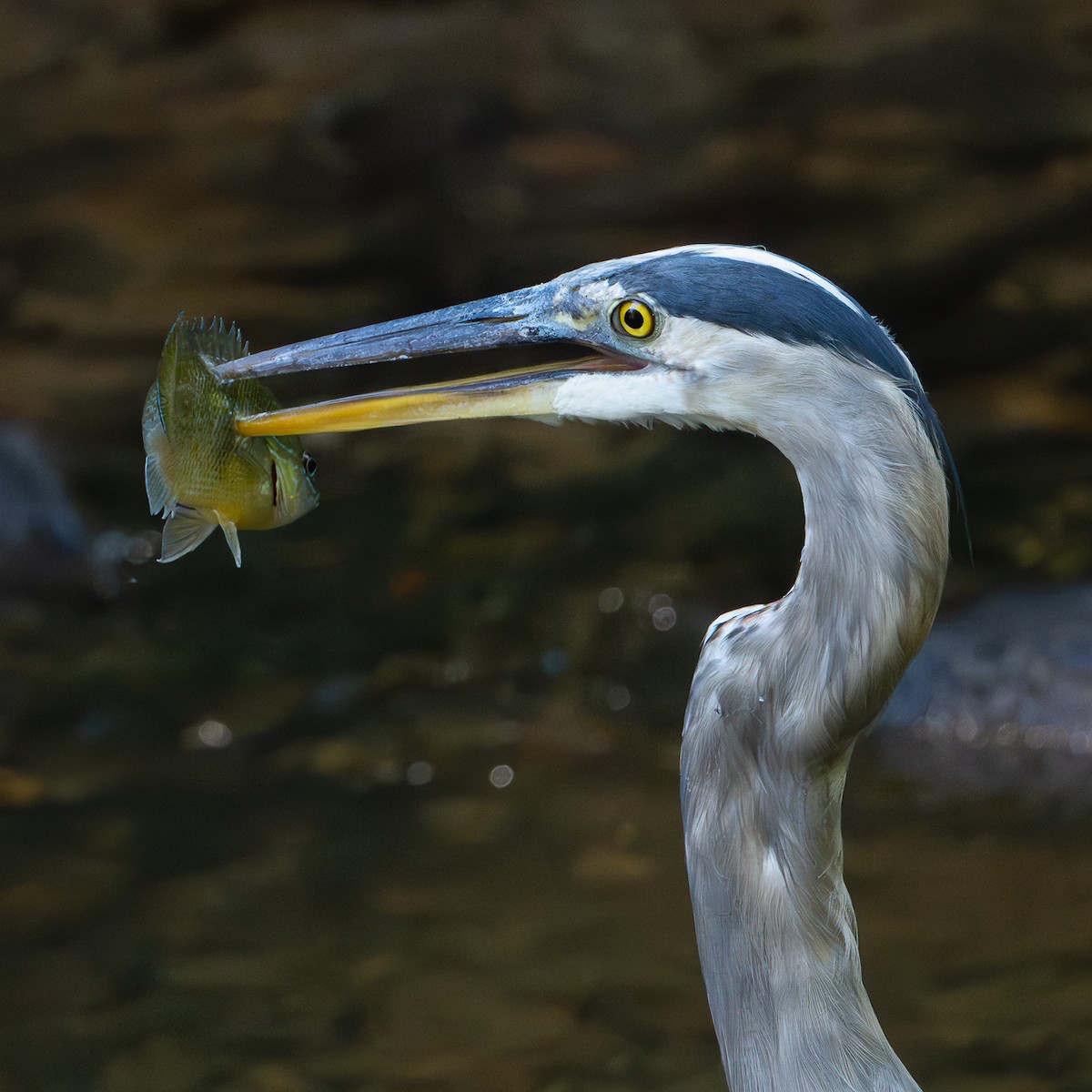 Great Blue Heron - ML640983889