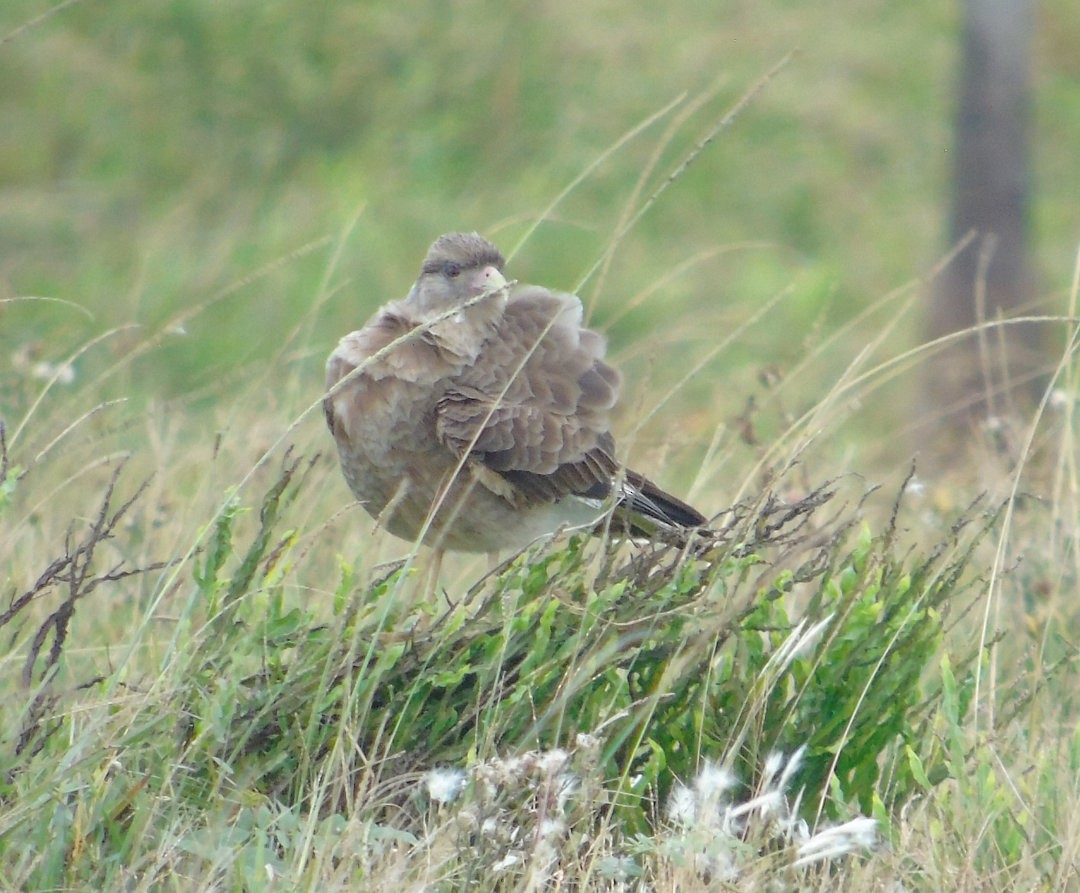 Chimango Caracara - ML640983907