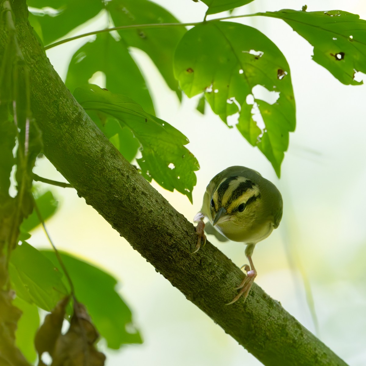 Worm-eating Warbler - ML640983913