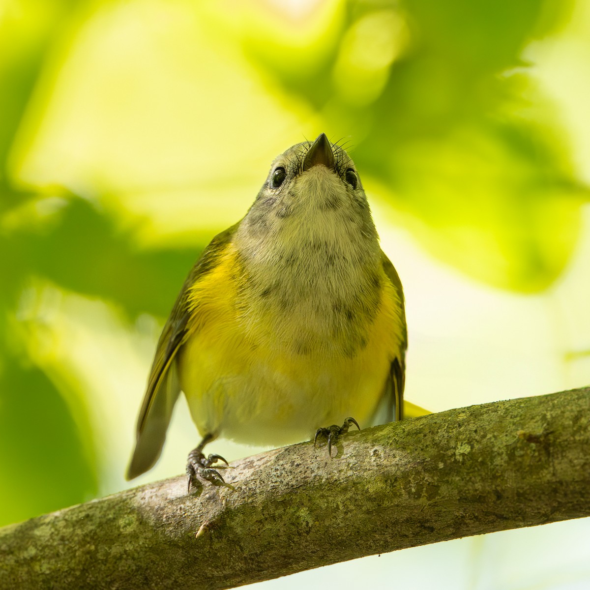 American Redstart - ML640983919