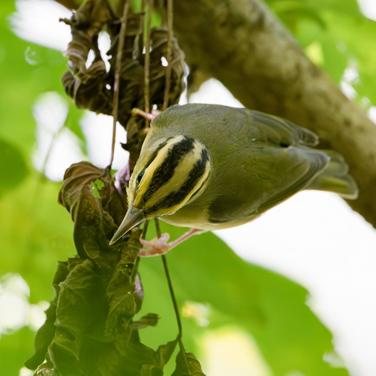 Worm-eating Warbler - ML640983935