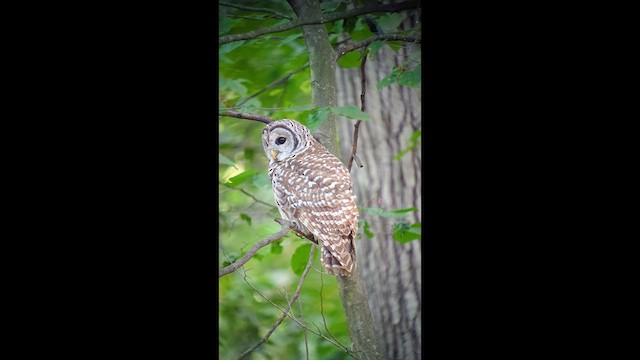 アメリカフクロウ - ML640983936