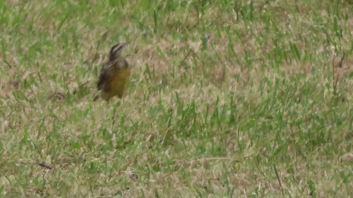 Eastern Meadowlark - ML640983937