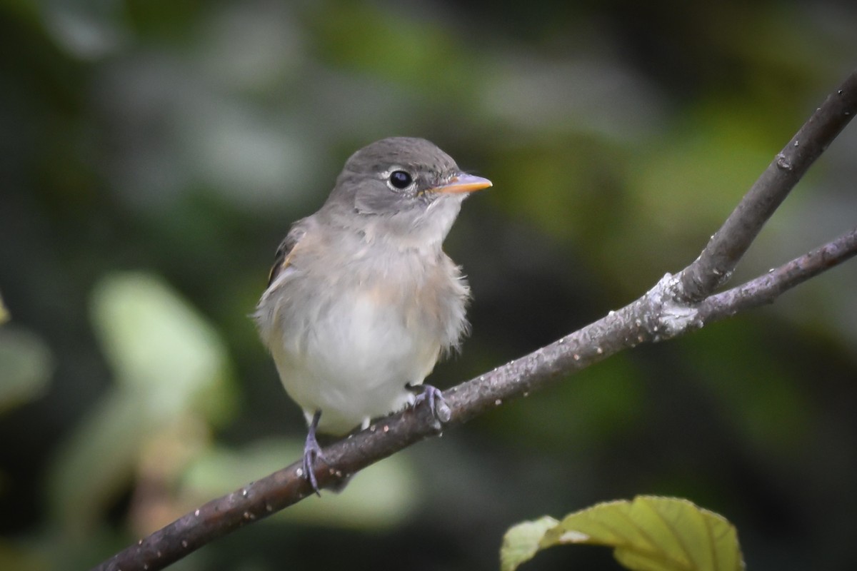 Alder Flycatcher - ML640983952