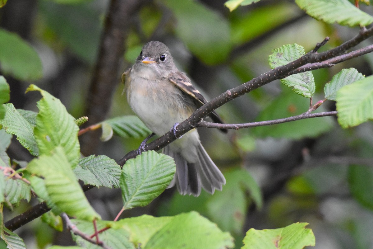 Alder Flycatcher - ML640983954