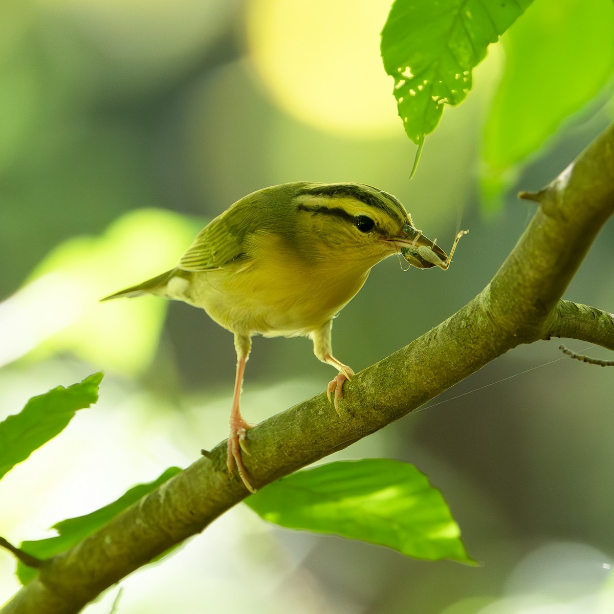 Worm-eating Warbler - ML640983955