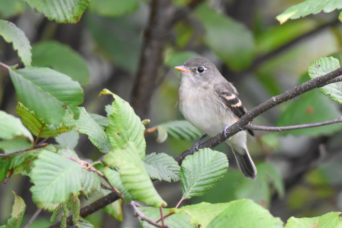 Alder Flycatcher - ML640983956