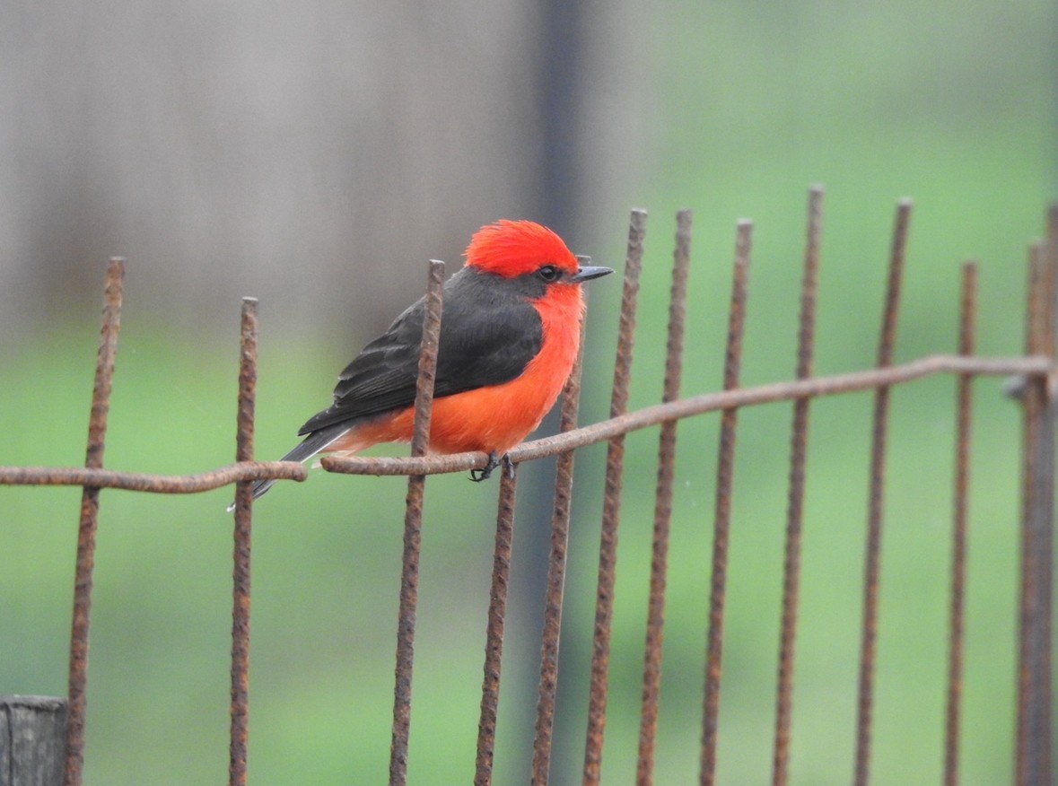 Vermilion Flycatcher - ML640983961