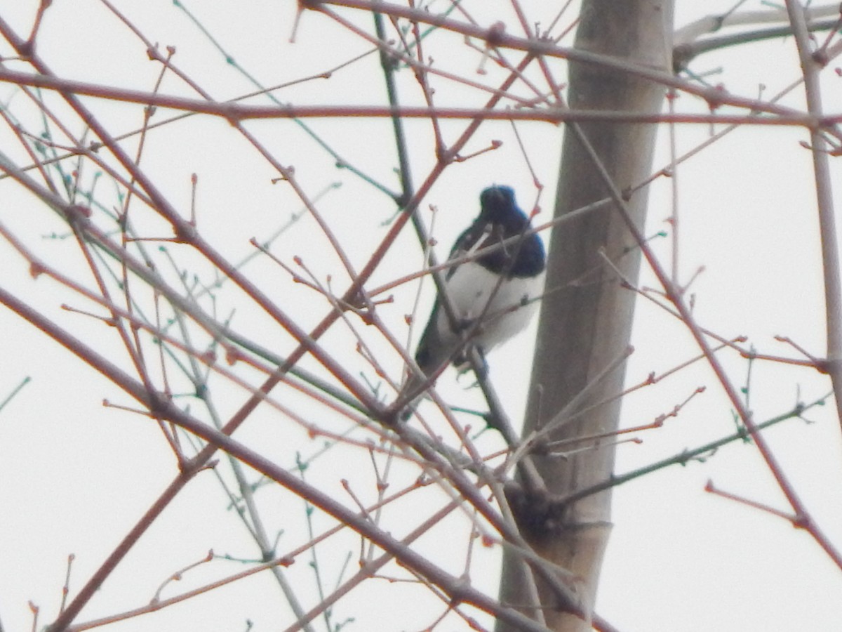 White-browed Wagtail - ML640983969