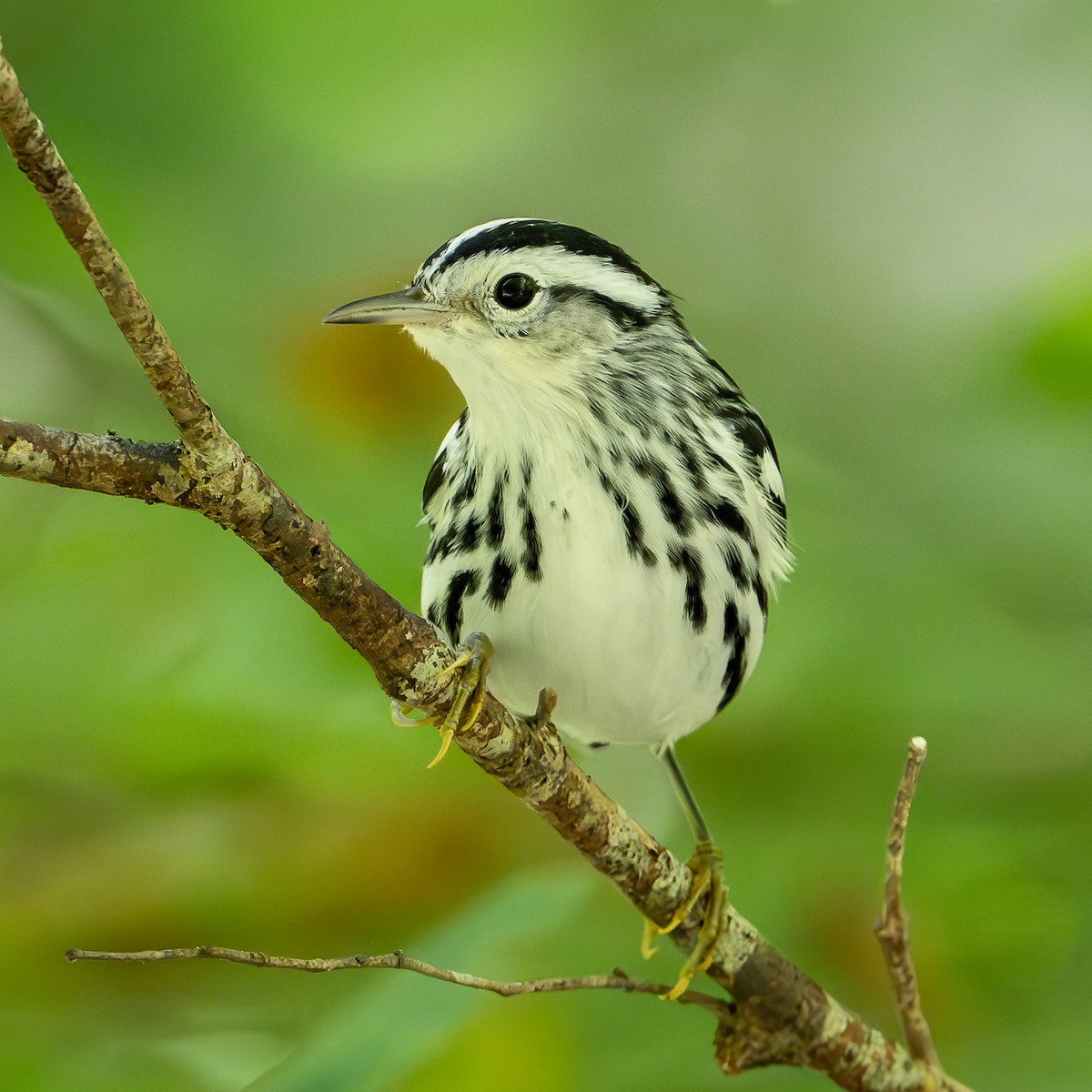 Black-and-white Warbler - ML640983976