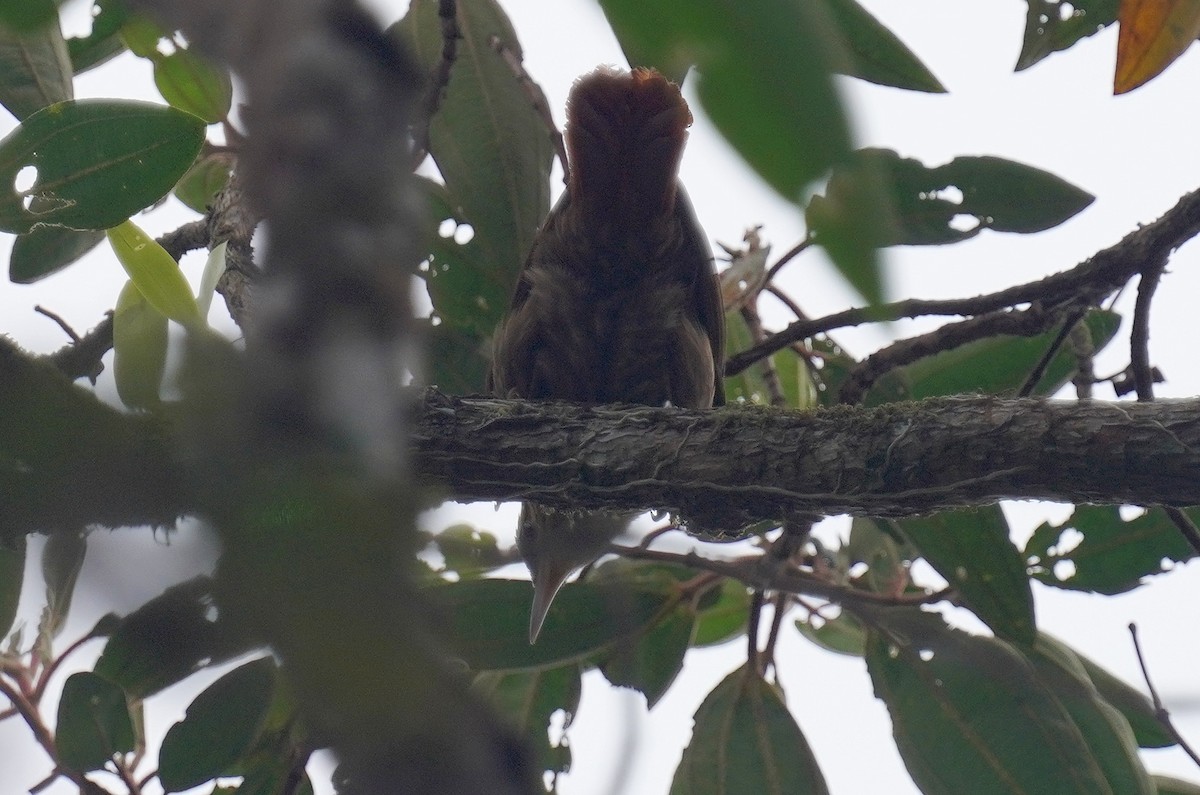 Pale-browed Treehunter - ML640983980