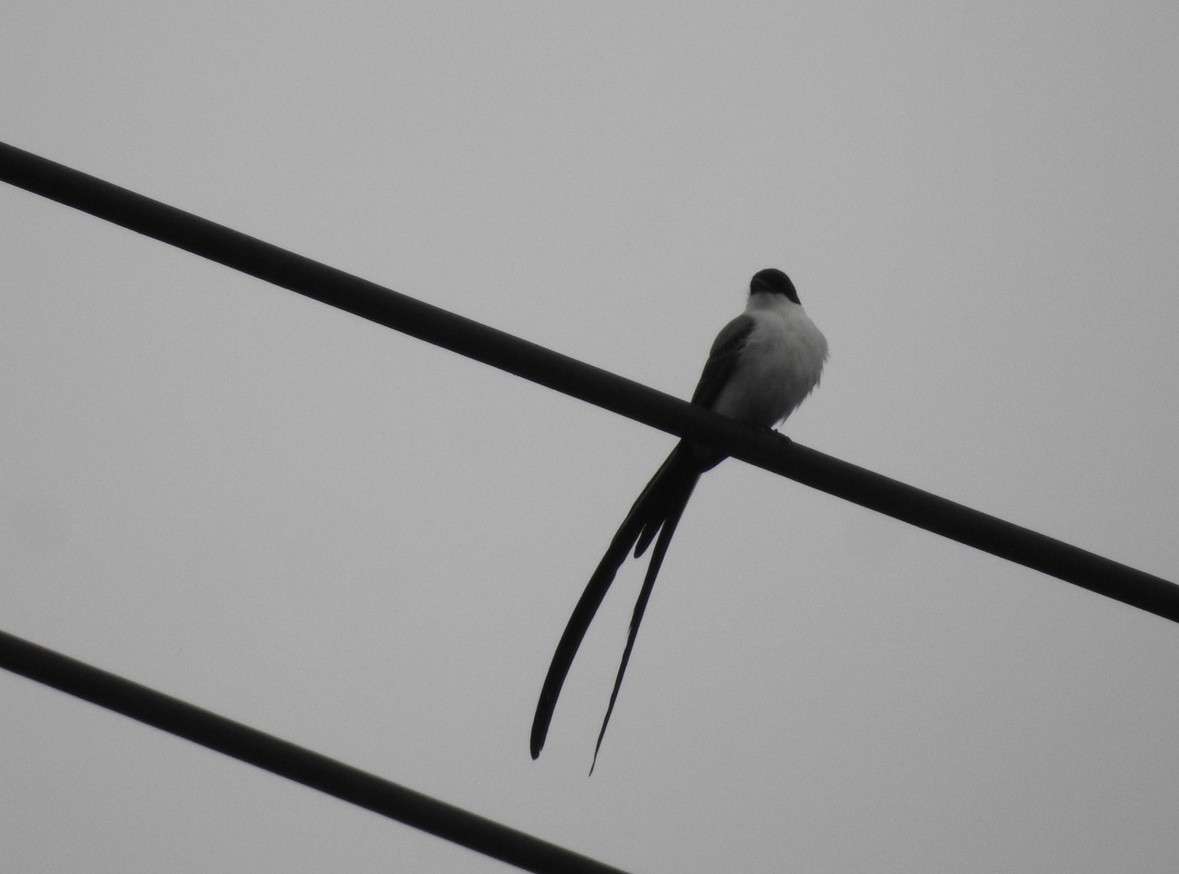 Fork-tailed Flycatcher - ML640983987