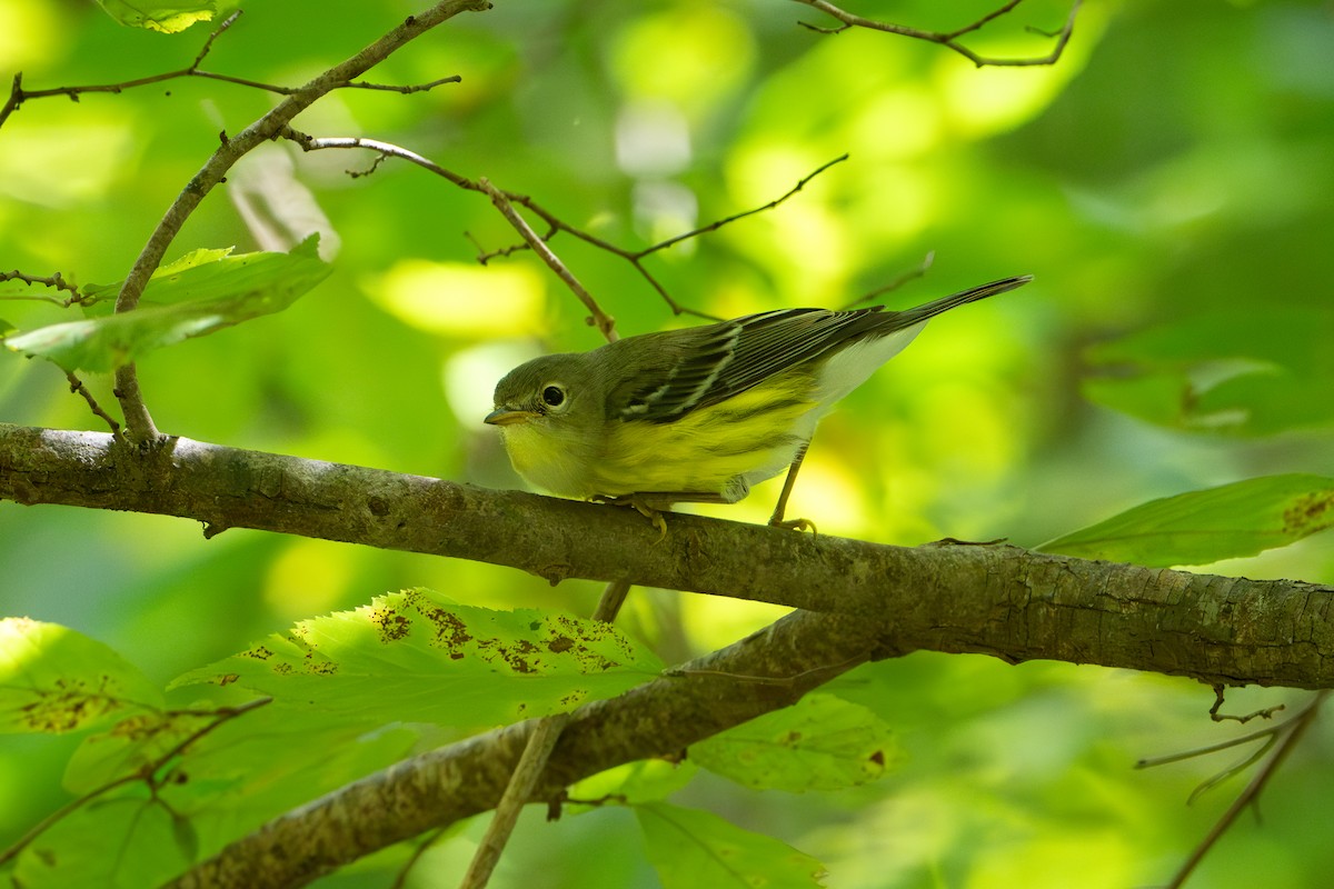 Magnolia Warbler - ML640983989