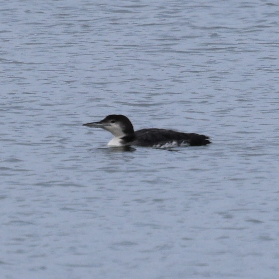 Common Loon - ML640984029