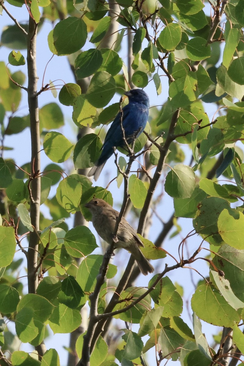Indigo Bunting - ML640984039