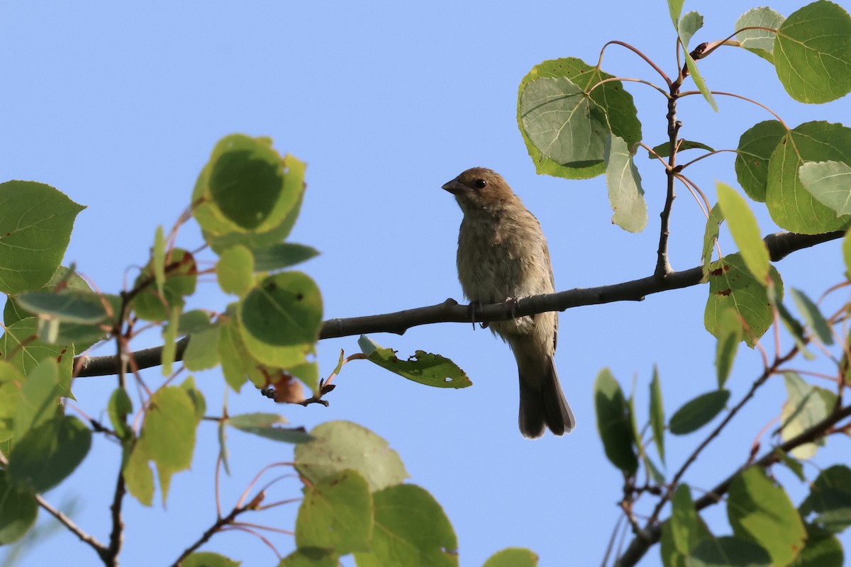 Indigo Bunting - ML640984040