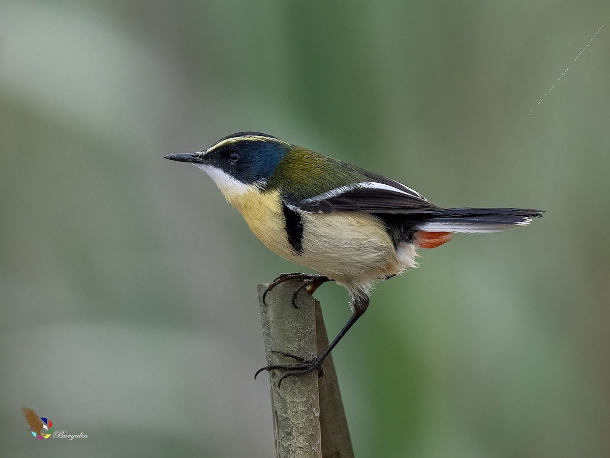 Many-colored Rush Tyrant - ML640984041
