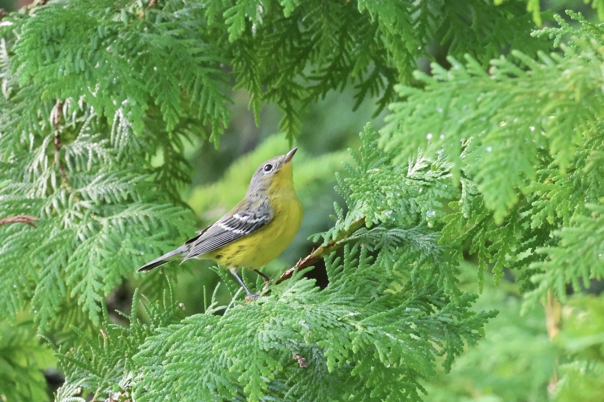 Magnolia Warbler - ML640984044