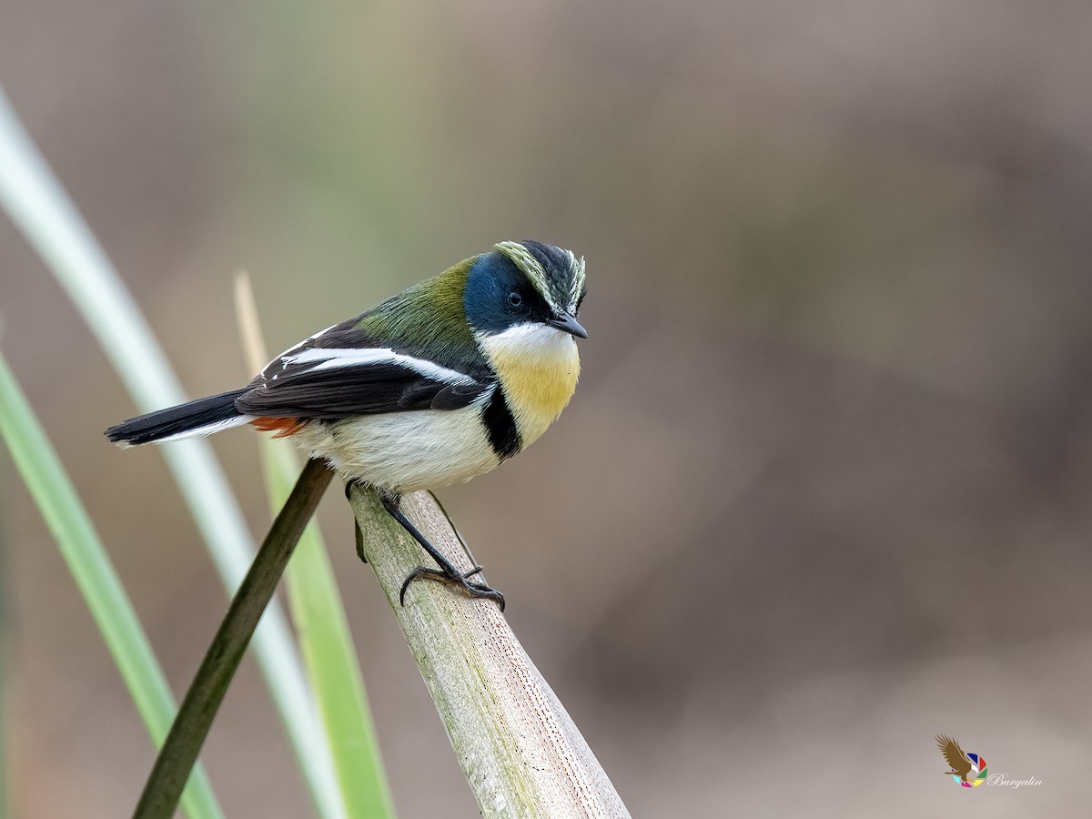 Many-colored Rush Tyrant - ML640984048
