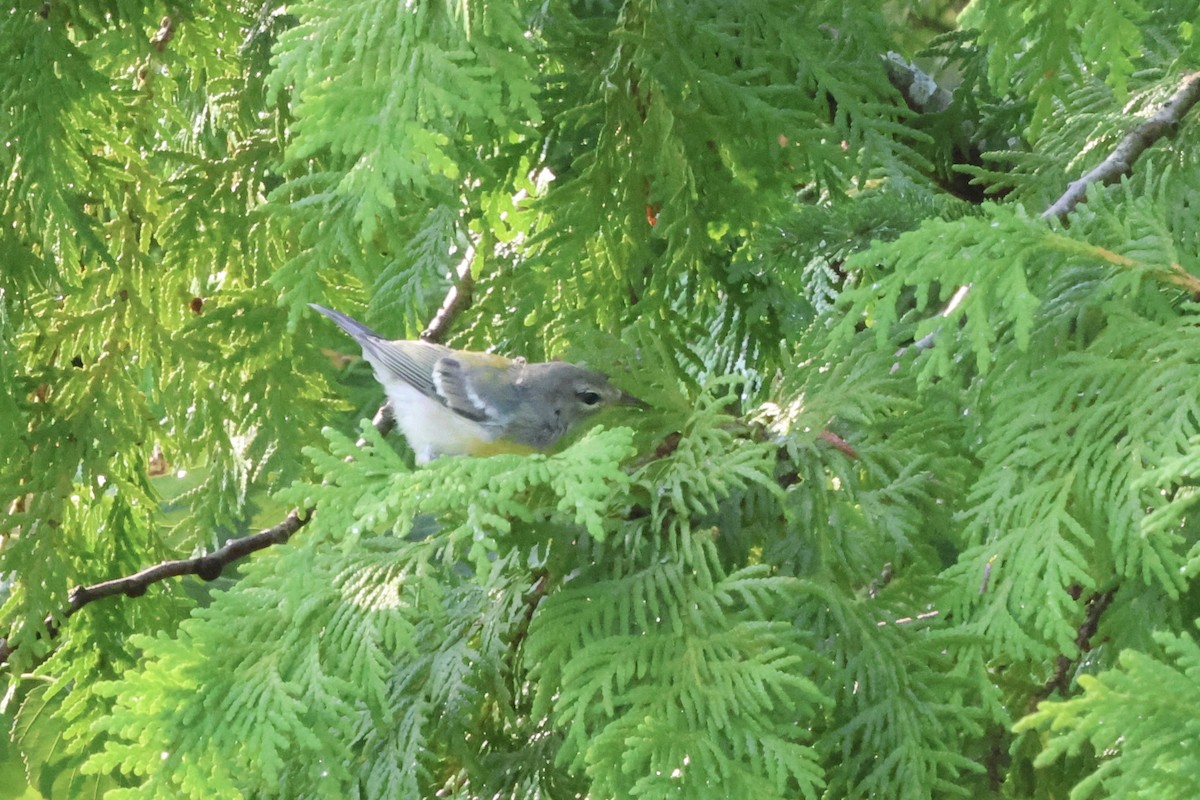 Northern Parula - ML640984049