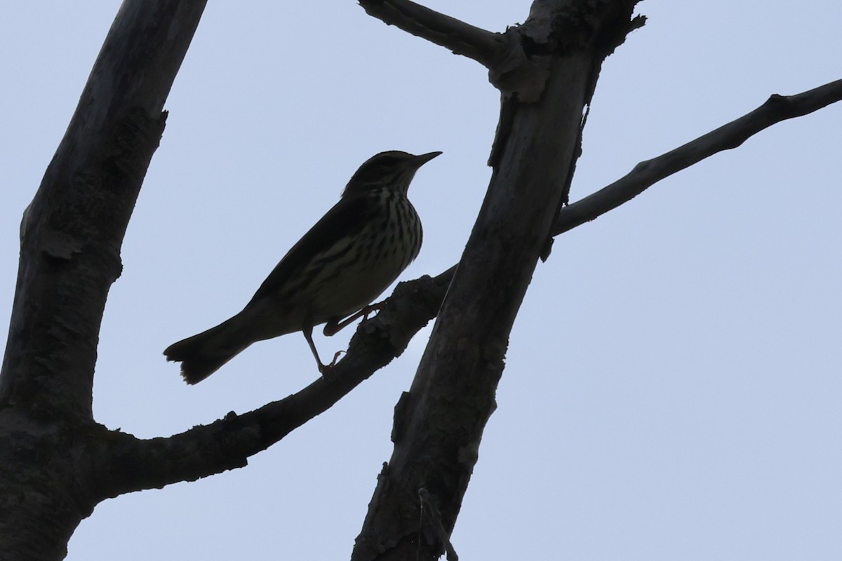 Northern Waterthrush - ML640984065
